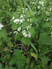 Lamium album