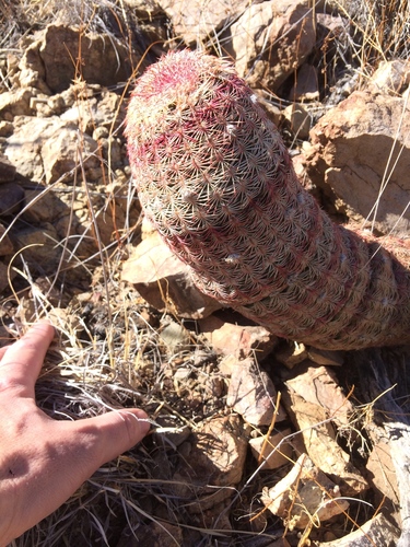 rainbow hedgehog cactus