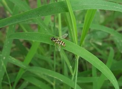 Ischiodon