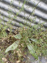 Plantago lanceolata