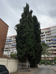 Cupressus sempervirens