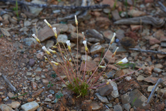 Oxalis capillacea
