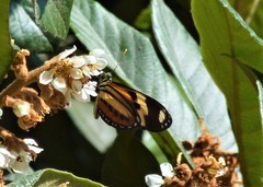 Eueides isabella