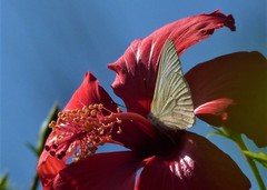 Hesperocharis