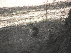 Otospermophilus beecheyi nesioticus