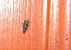 Pediopsoides distinctus