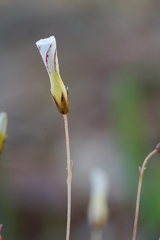Oxalis capillacea