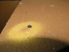 Germarostes globosus