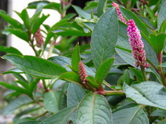 Phytolacca bogotensis