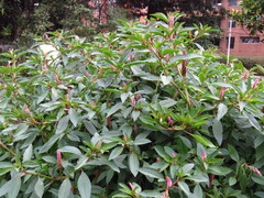 Phytolacca bogotensis