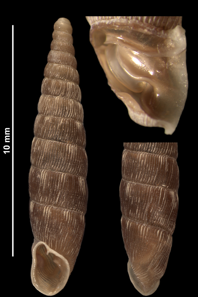 Clausilia bidentata crenulata