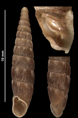 Clausilie allongée