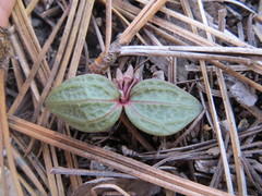 Claytonia peirsonii peirsonii