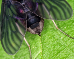 Chrysopilus davisi