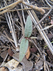 Claytonia peirsonii peirsonii