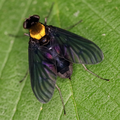 Chrysopilus davisi