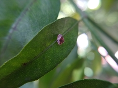 Coleoptera