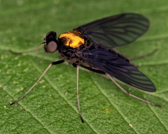 Chrysopilus davisi