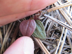 Claytonia peirsonii peirsonii