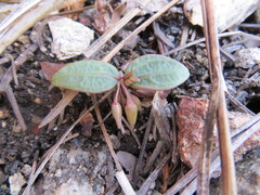 Claytonia peirsonii peirsonii
