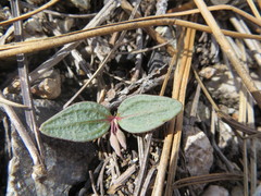 Claytonia peirsonii peirsonii