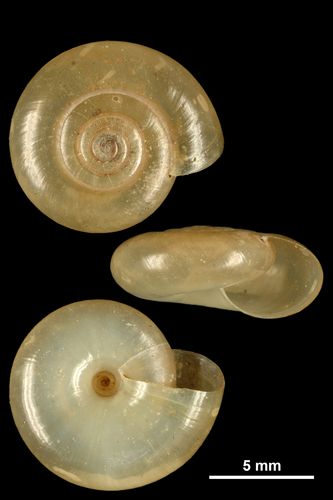 Oxychilus maceanus