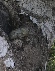 Sceloporus lundelli