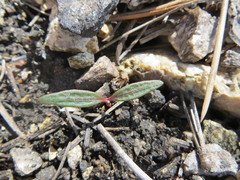 Claytonia peirsonii peirsonii