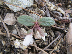 Claytonia peirsonii peirsonii
