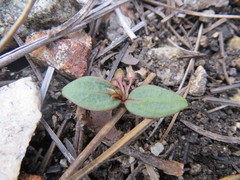 Claytonia peirsonii peirsonii