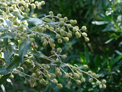 Conocarpus