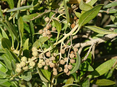 Conocarpus
