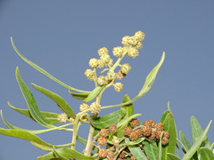 Conocarpus