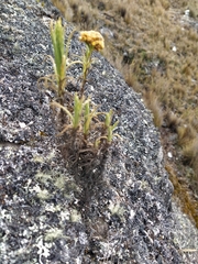 Pseudognaphalium dysodes