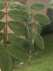 Enallagma cyathigerum