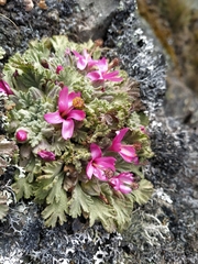 Nototriche flabellata