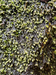 Jubula pennsylvanica