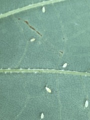 Illinoia liriodendri