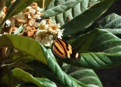 Eueides isabella