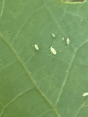 Illinoia liriodendri