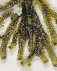 Jubula pennsylvanica