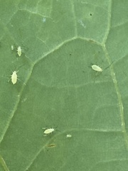 Illinoia liriodendri