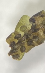 Jubula pennsylvanica