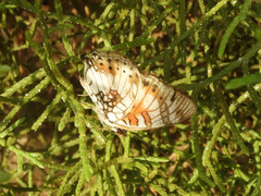 Junonia sophia