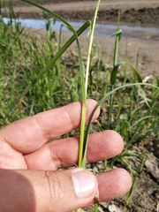 Carex hirta
