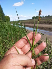 Carex hirta