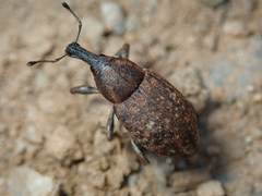 Lepyrus capucinus