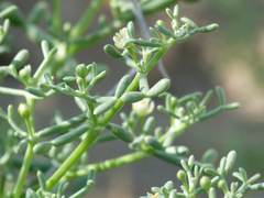 Zygophyllum