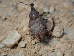 Lepyrus capucinus