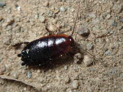 Loboptera